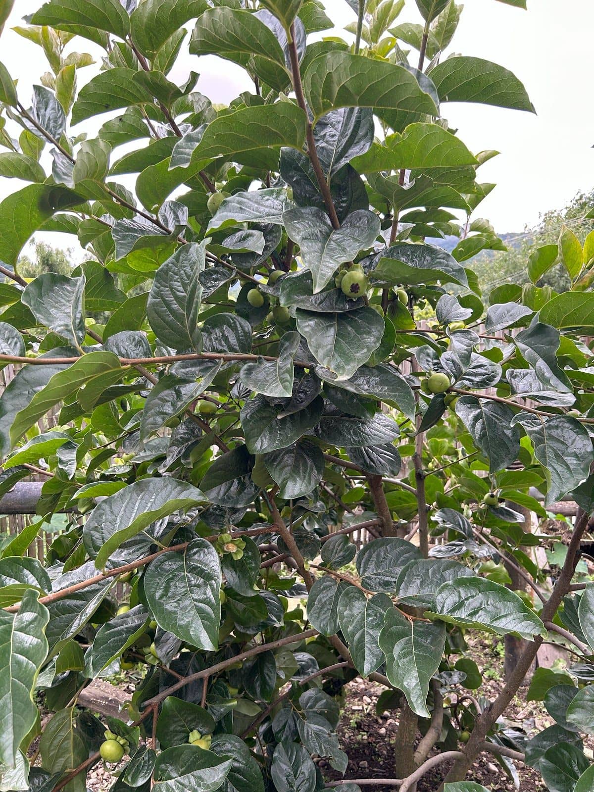 Arunachal Pradesh Hillside Homestay: Organic - Shergaon photo 5