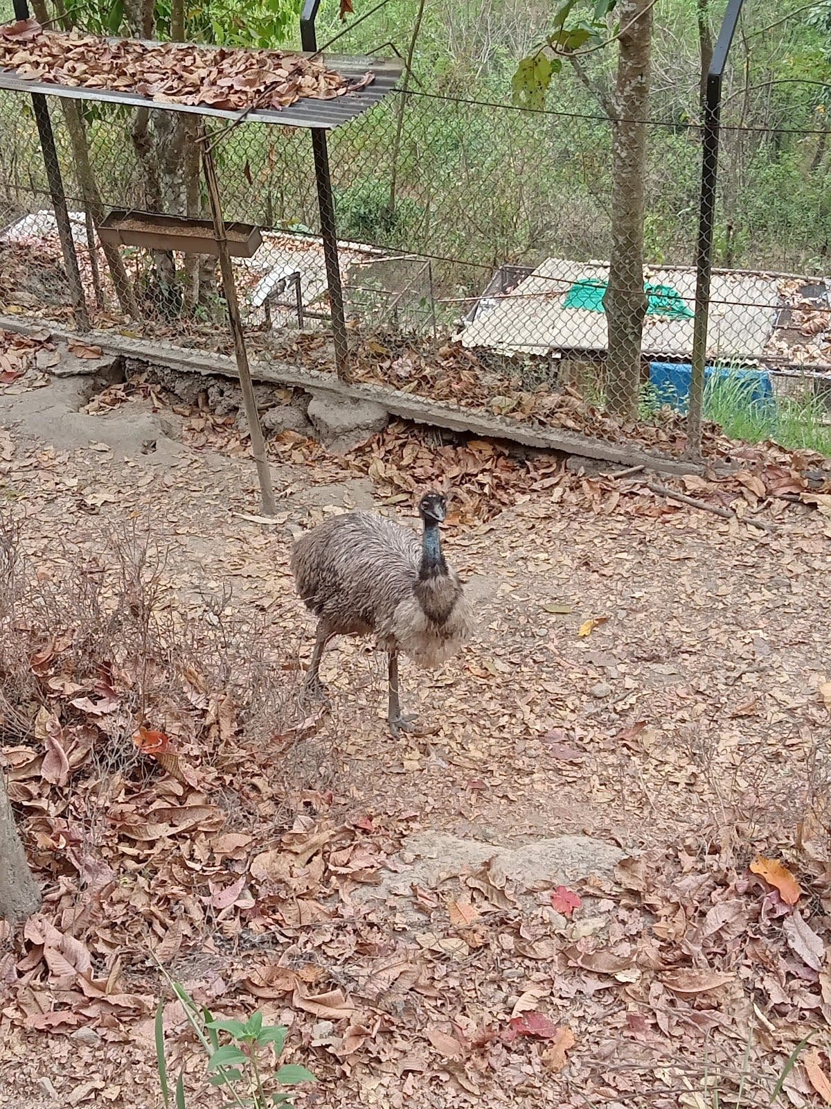 Pudung Farm — ATV, Bathtub, Pool & Mountain Views near Kalimpong in Pudung Khasmahal 8