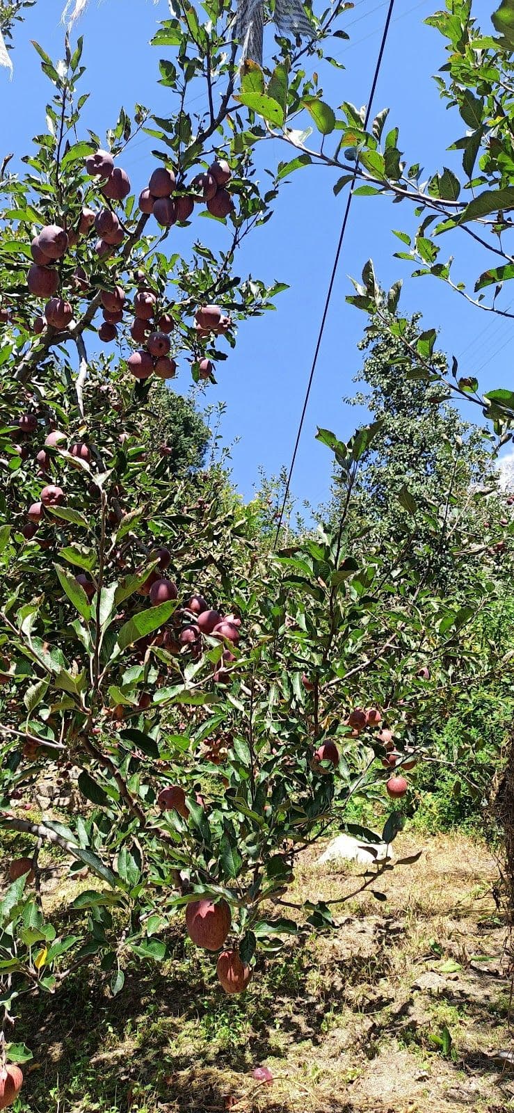 Mountain View Homestay w/ Treks & Meals, HP in Sangla, HP 8