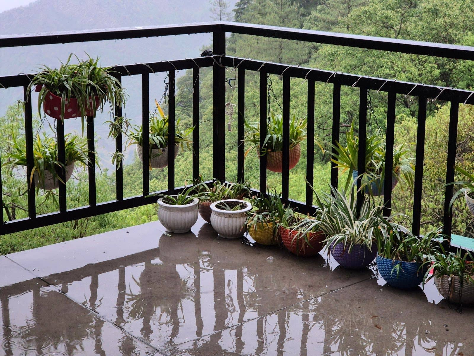 Mountain View Homestay w/ Mudcup Cafe, Uttarakhand - Uttarakhand