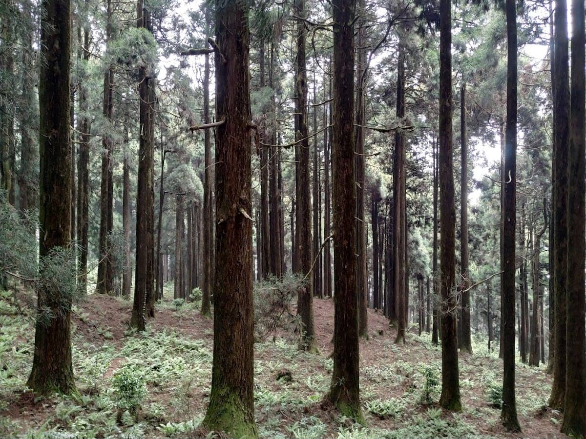 WFH from a Sherpa Zero Waste Farm w/ Sunset view - 12 mile, Paschim Busty, Senchal Wildlife Sanctuary photo 5
