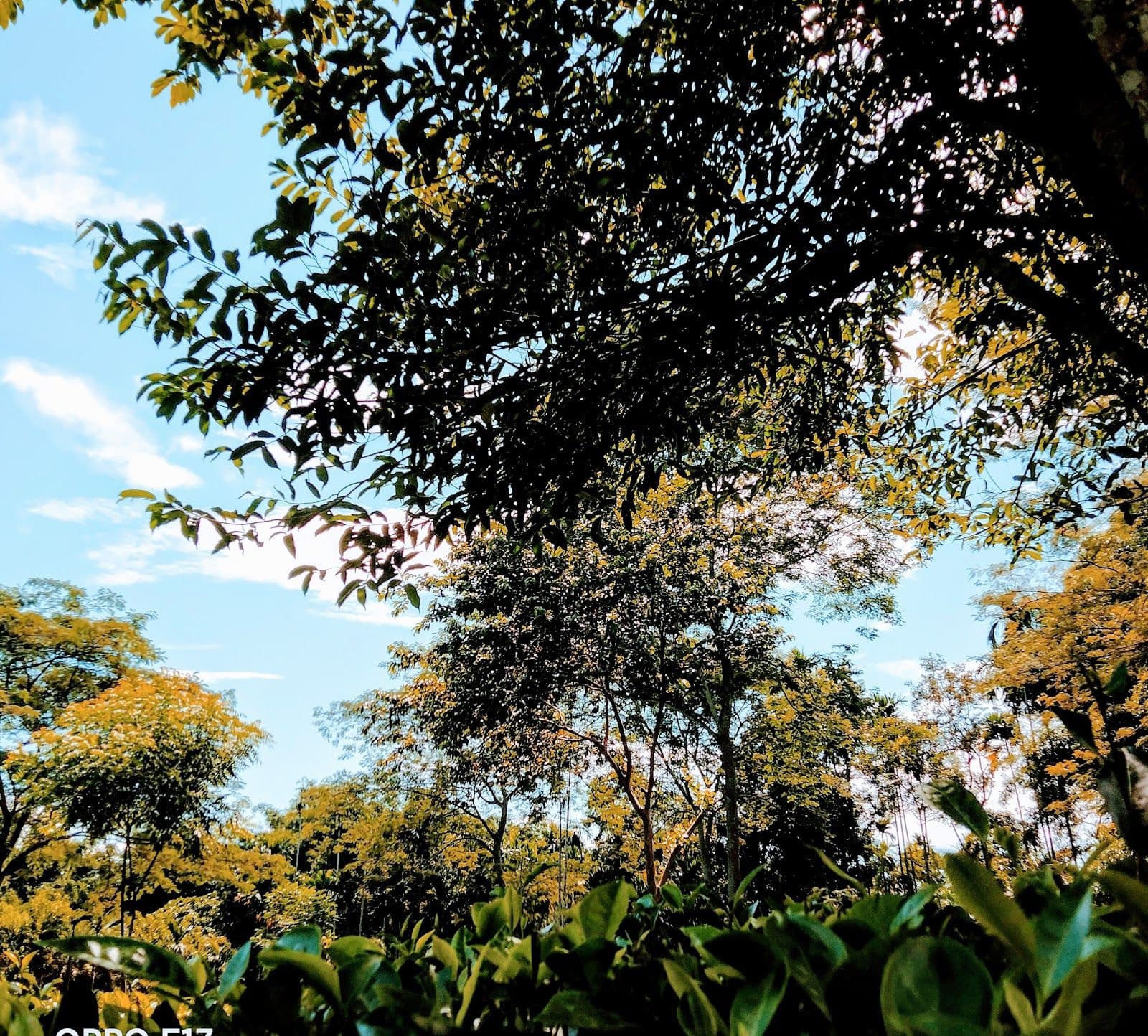 Forest Homestay, Trails & Home Meals, Assam in Jorhat 8