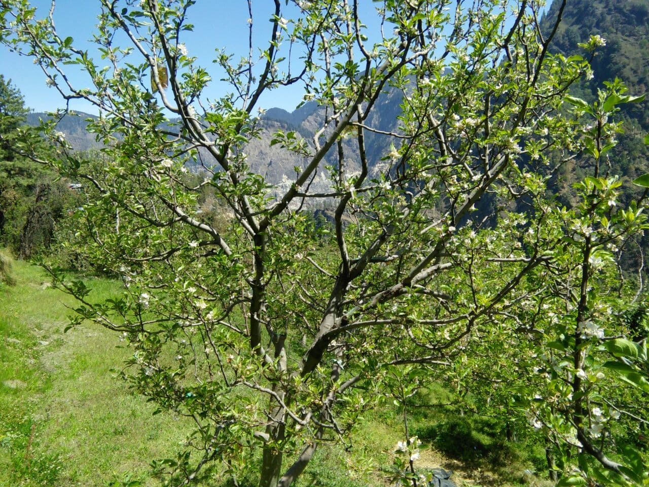 Tent Camp w/ Bonfire & Home Meals, HP in Mashobra, HP 5