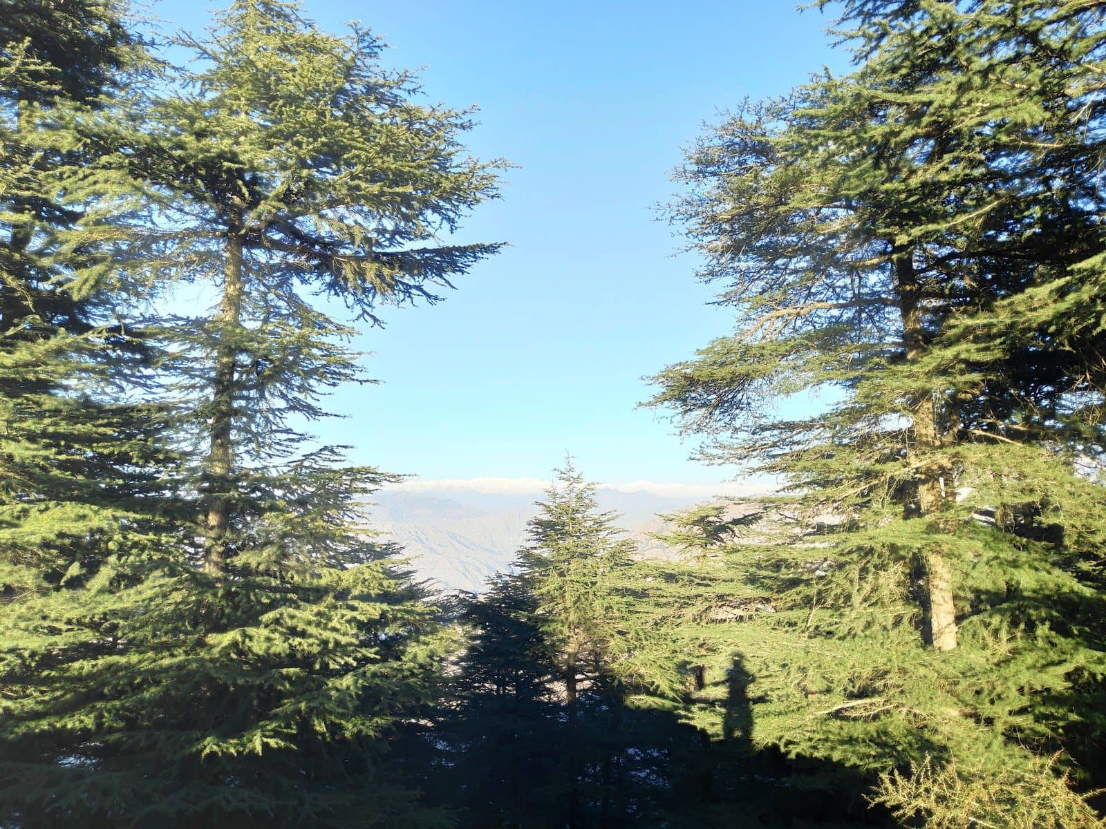 Hilltop Homestay w/ Home Meals & Treks, HP - Naldehra, HP photo 5