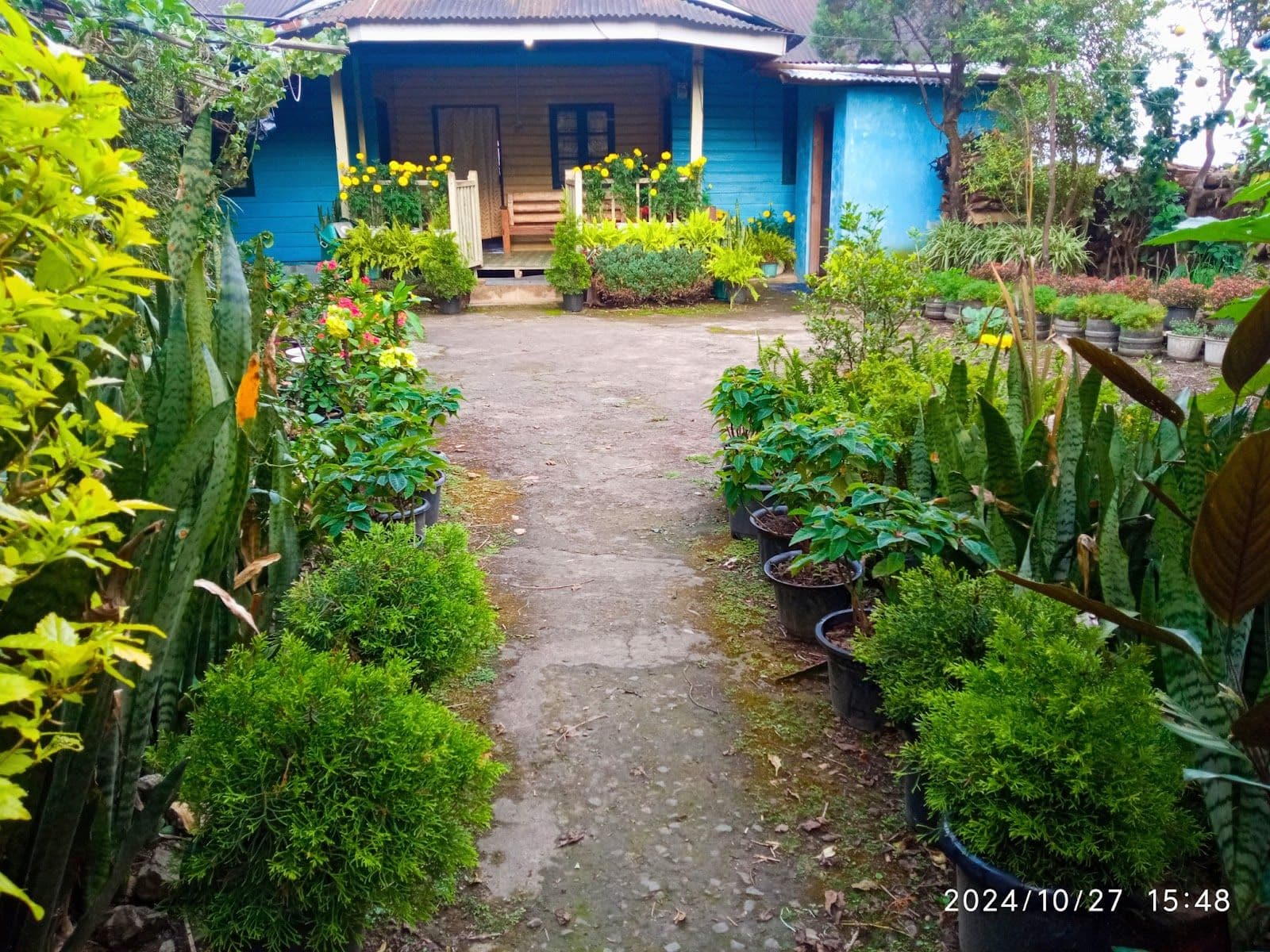 Women-Run Naga Cultural Homestay w/Veg Meals in Dzukou Valley 8