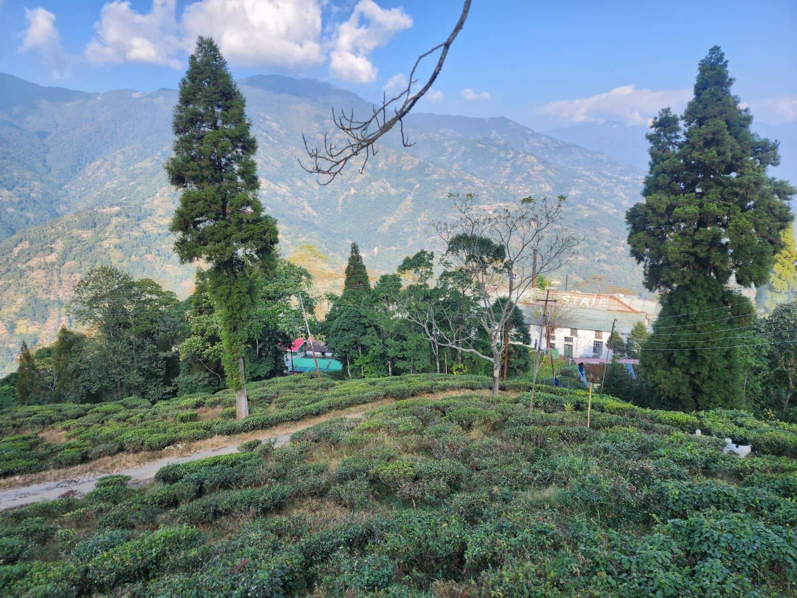 5 star 4BR Tea Estate Villa w/ delightful meals - Mim Tea Garden, Bengal photo 4