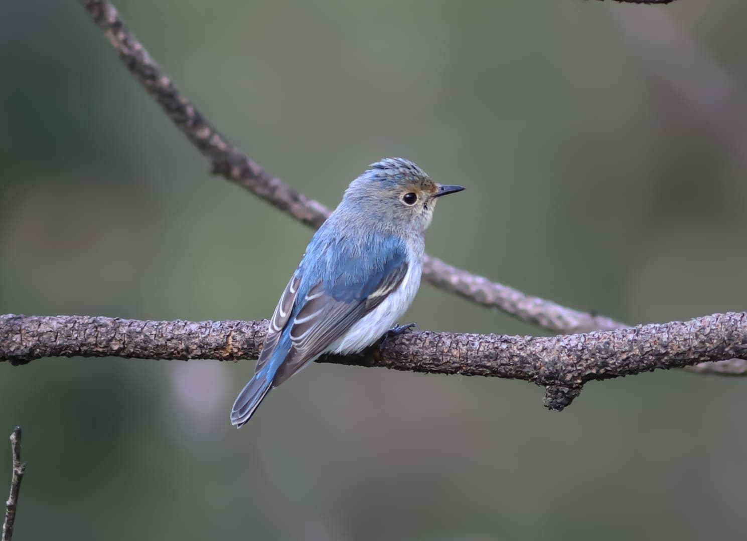 Homestay w/ Views & Kumaoni Meals, UK in Binsar, Uttarakhand 8