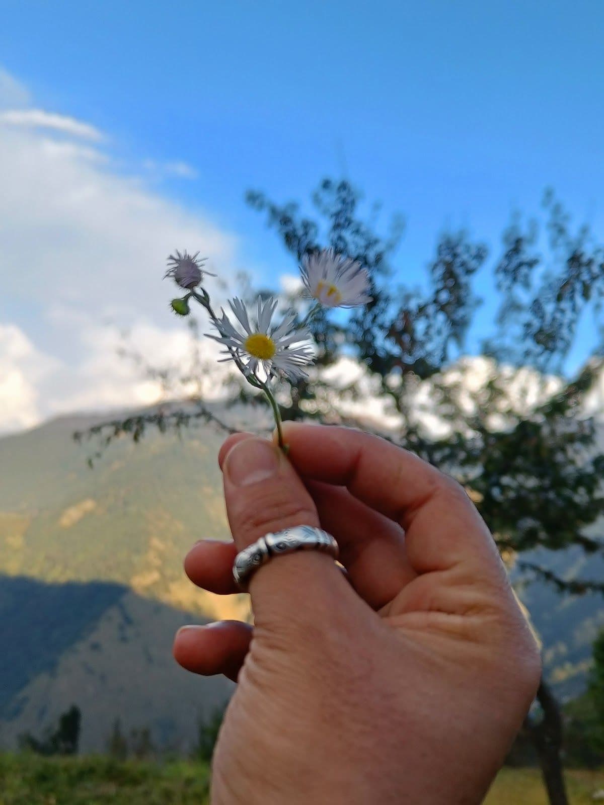 Hilltop Homestay w/ Home Meals & Treks, UT in Uttarakhand 8