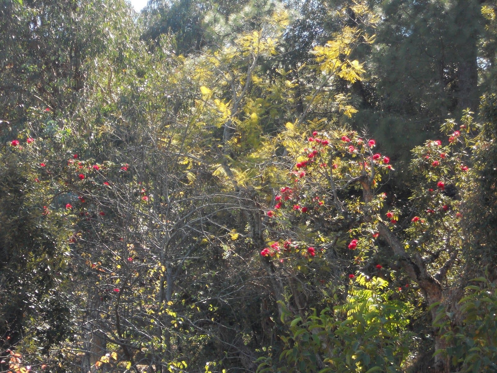 Homestay w/ Himalayan Views & Home Meals in Kausani, Uttarakhand 8