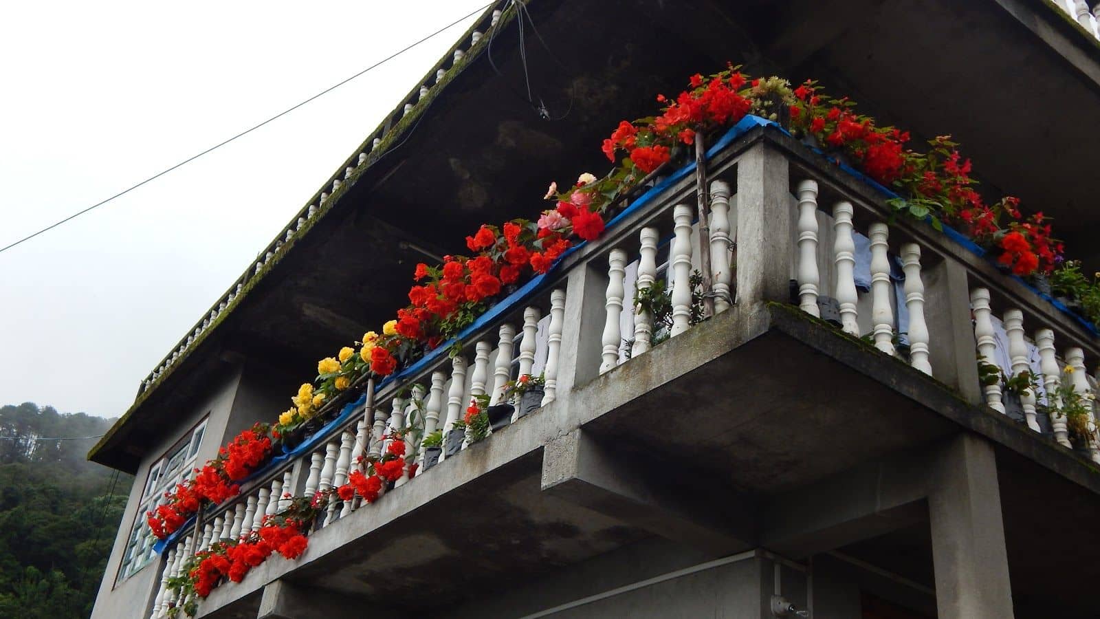 Tranquil Retreat in the Heart of Darjeeling Hills - Darjeeling photo 4