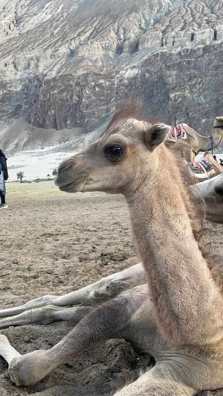 Organic Farm Homestay w/ Garden Meals, Ladakh in Hunder, Ladakh 8
