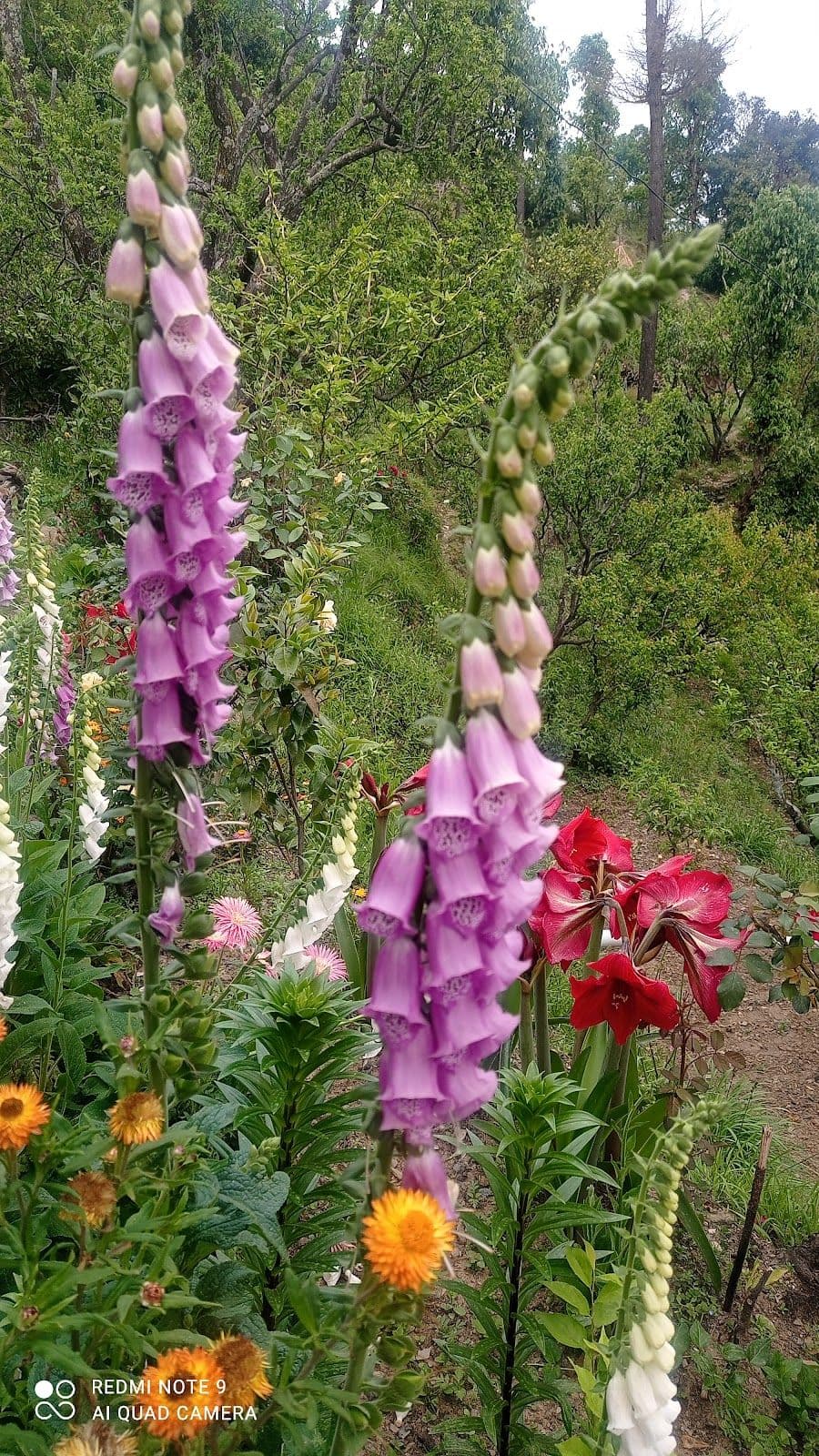 5BR Homestay w/ Home Meals & Views, Uttarakhand in Umagarh, Uttarakhand 8