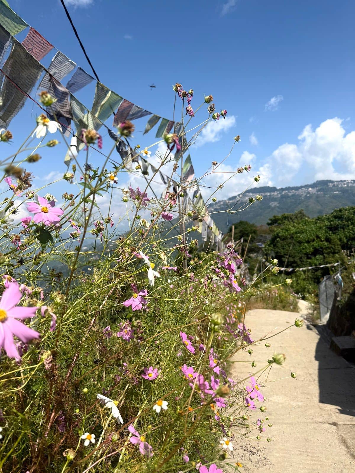 See Kanchanjunga, tea estate w/ all meals included - Khasmahal photo 5