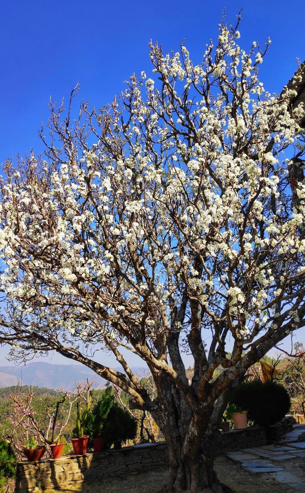 Himalayan Villa w/ Mountain Views & Pets, UK in Mukteshwar, Uttarakhand 7