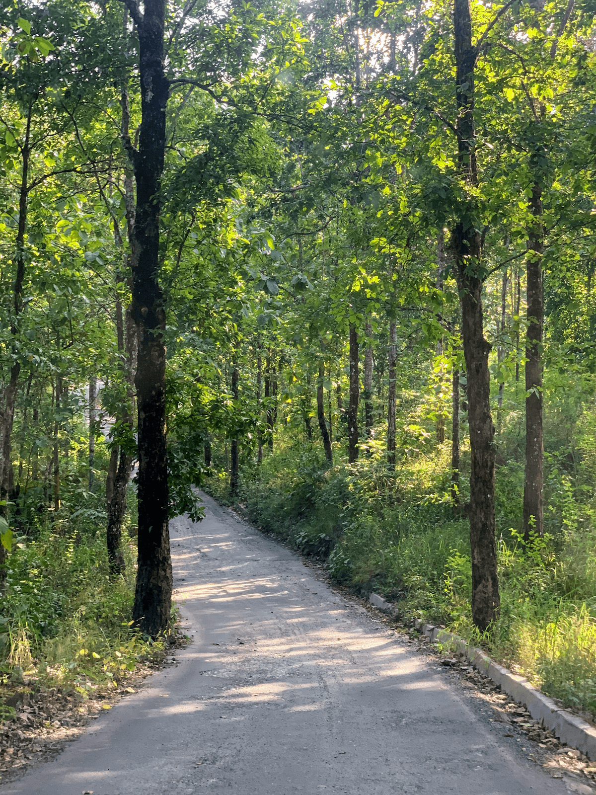 Misty Mountain Sanctuary: Serene Alpine Retreat in Kurseong 8