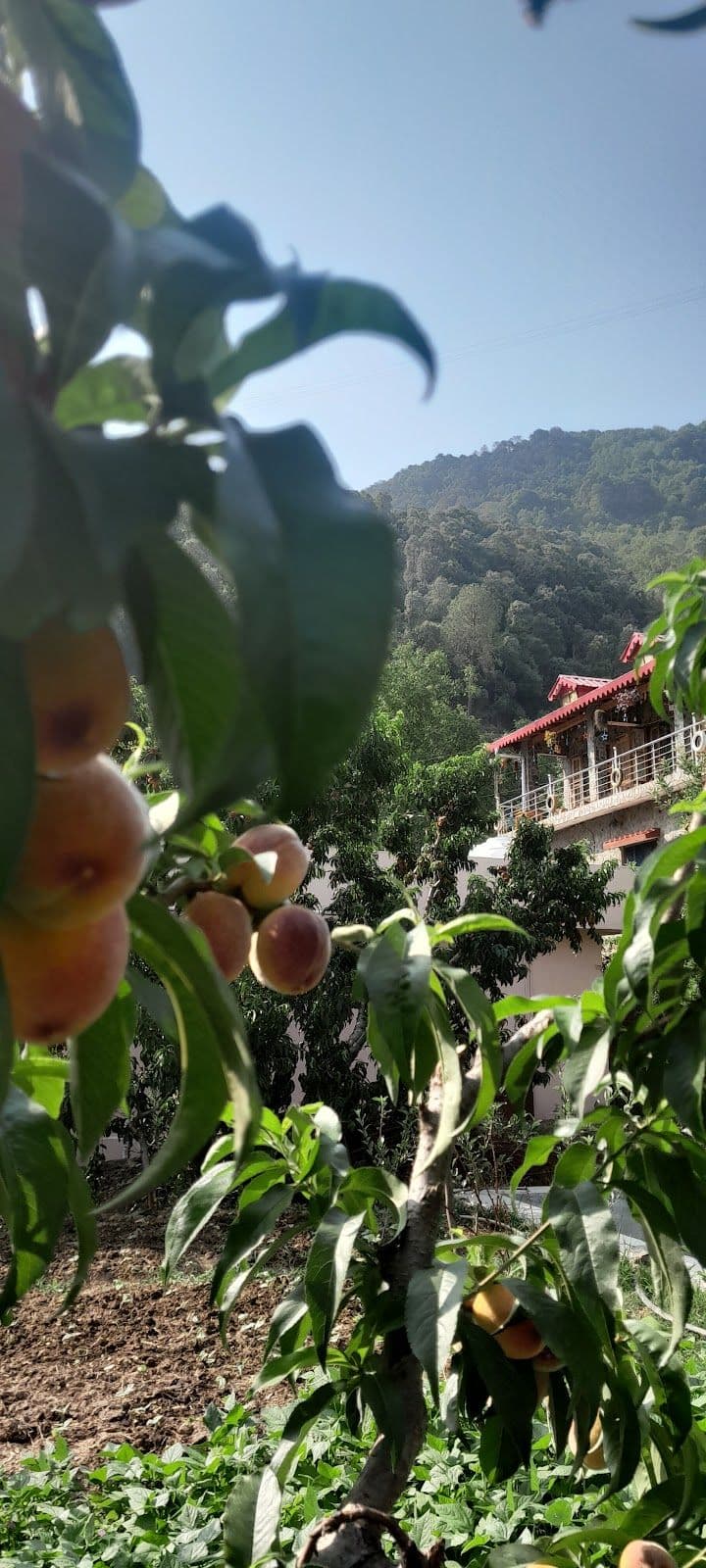 Orchard Homestay w/ Mountain Views, Uttarakhand in Ramgarh, Uttarakhand 8