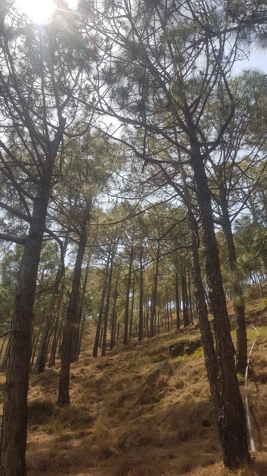 Spic & Span Homestay w/ Mountain Views, HP - Kasauli, HP photo 5