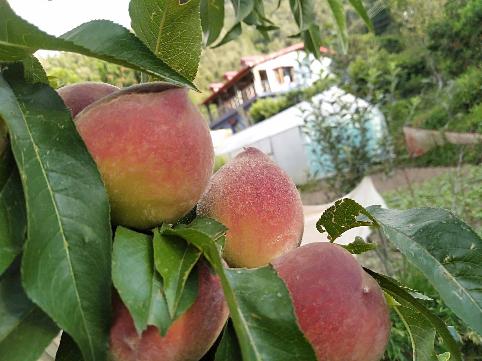 Orchard Homestay w/ Mountain Views, Uttarakhand - Ramgarh, Uttarakhand photo 5