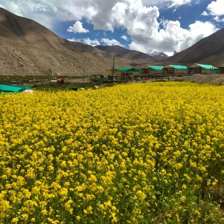 Comfortable Tent Camp w/ Lake Views, Ladakh in Shachukul, Ladakh 5