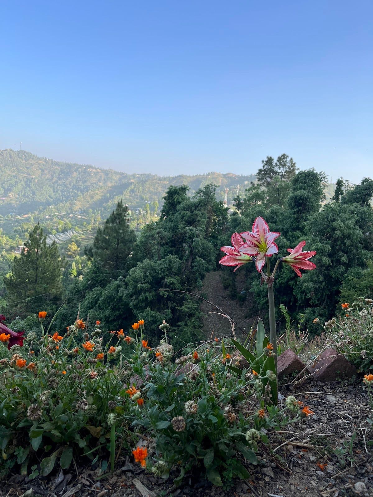 Garden Homestay w/Sunrise Terrace & Kumaoni Meals in Mukteshwar, Uttarakhand 8