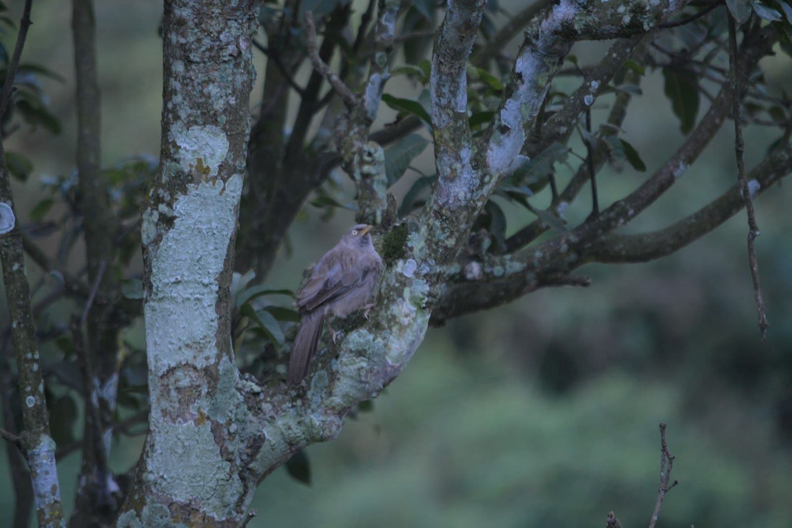 Riverside Resort w/ Activities & Meals in Lansdowne, Uttarakhand 8