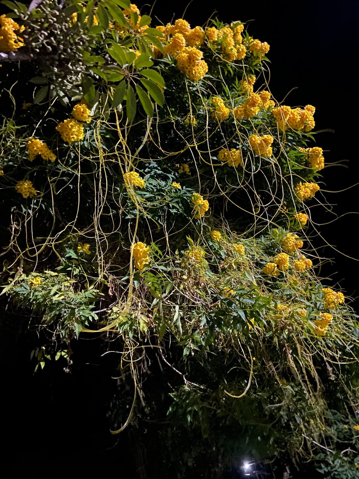 Organic Farmstay w/ Home Meals & Views, Sikkim in Sikkim 5